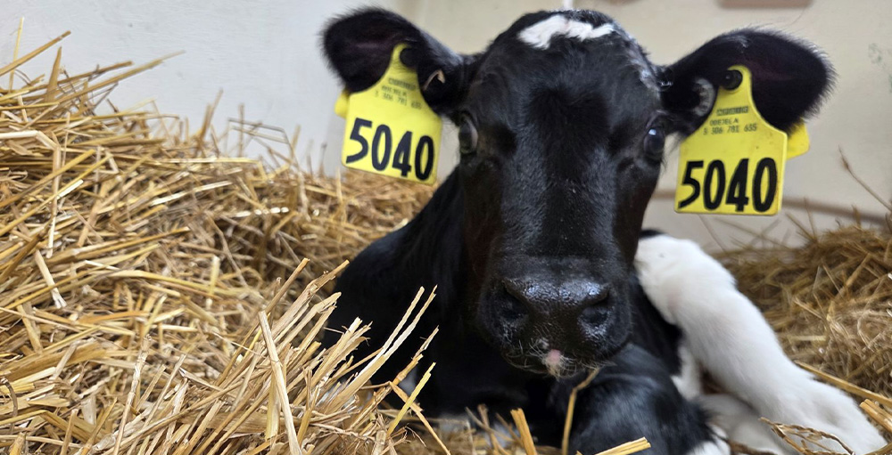Ivy the Calf at Fouts Farm get Adopted by Citizenship & Science Academy of Syracuse Elementary School